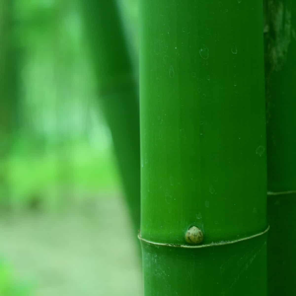 EEco-Friendly Materials - Bamboo